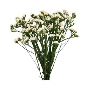 White Statice