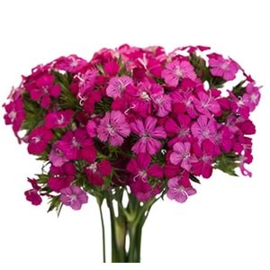 Fuschsia Sweet William