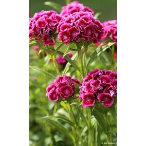 Fuschsia Sweet William