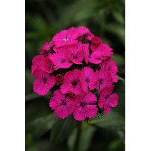 Fuschsia Sweet William