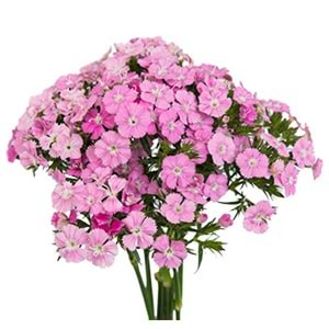 Pink Sweetwilliams