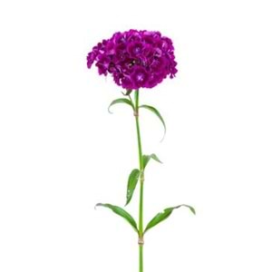 Purple Sweetwilliams