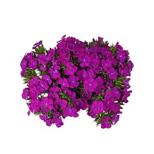 Purple Sweetwilliams