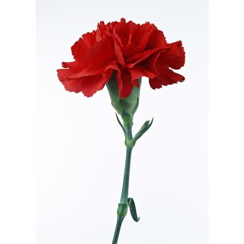 Red Carnations