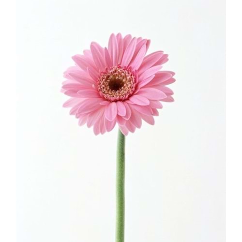 Pink Gerbera