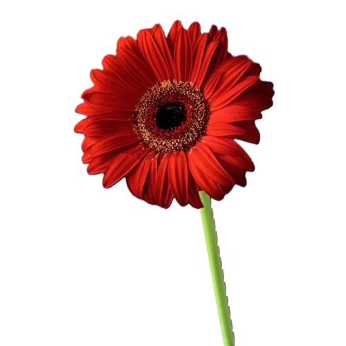Red Gerbera