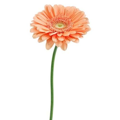 Salmon Gerbera