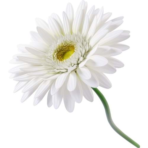 White Gerbera