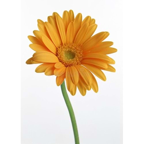 Yellow Gerbera