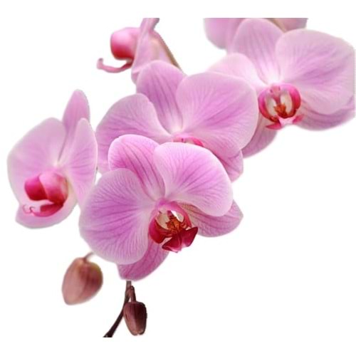 Pink Orchids