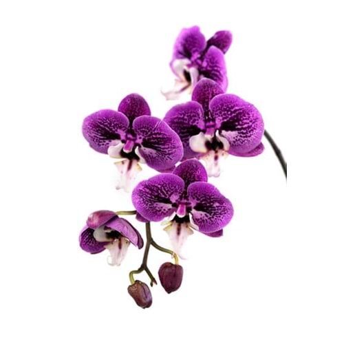 Purple Orchids
