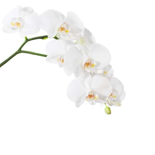 White Orchids