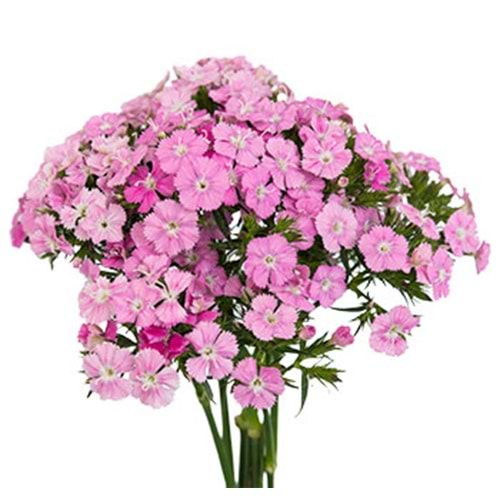 Pink Sweetwilliams