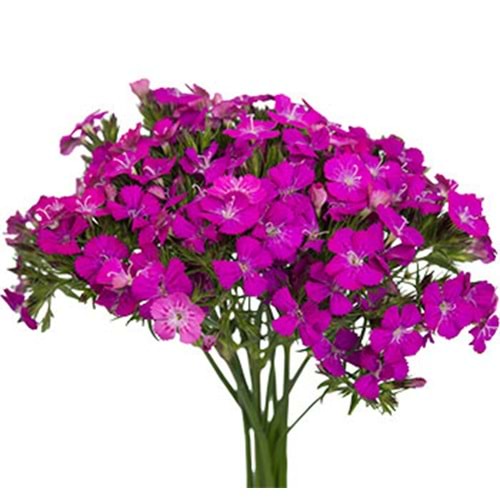 Purple Sweetwilliams