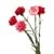 CARNATIONS