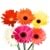GERBERA